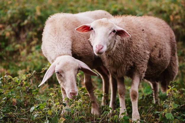 Bonito ovelha jovem, cordeiros na natureza na Eslováquia. Fazenda com ovelhas, com lindas lãs, animais