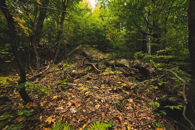 Bonito paisaje de otoño 