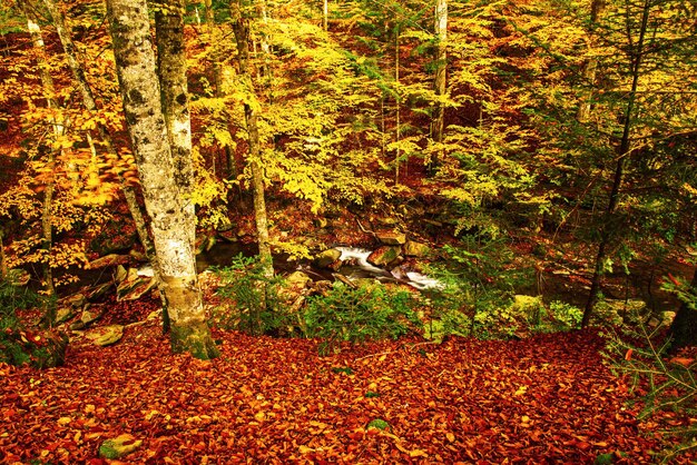 Bonito paisaje de otoño 