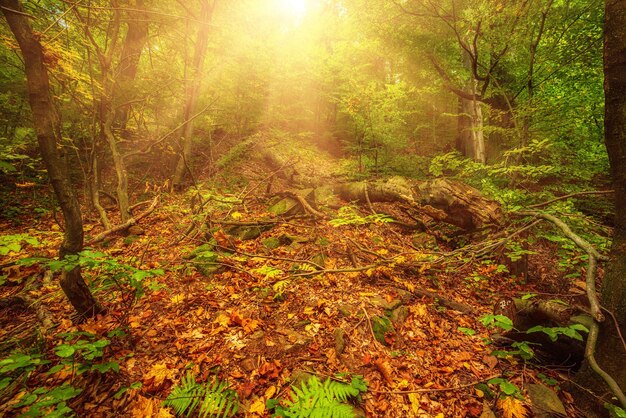 Bonito paisaje de otoño 