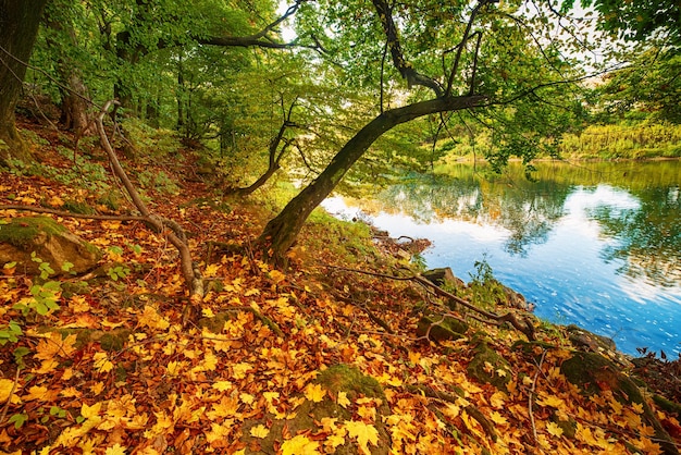 Bonito paisaje de otoño 