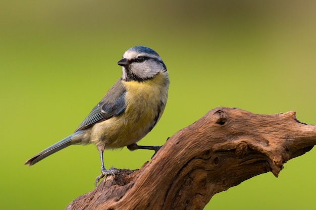 Bonito pájaro en la naturaleza