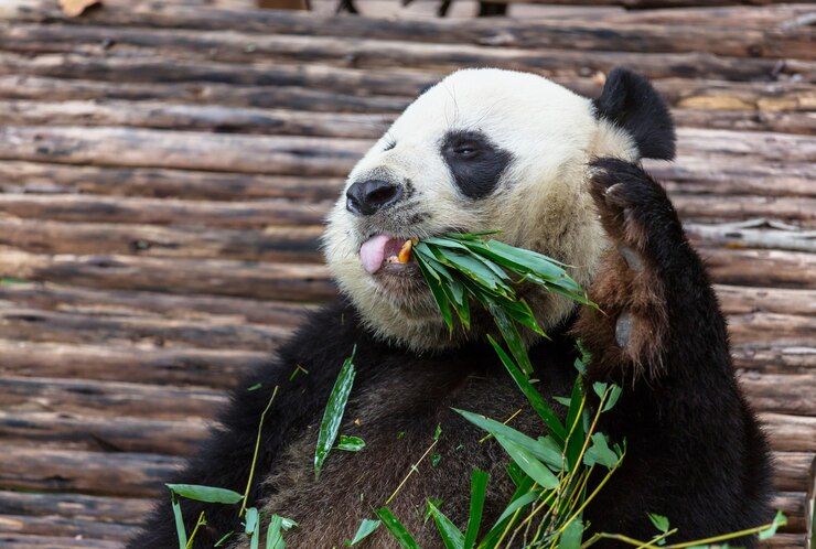 Foto bonito panda gigante