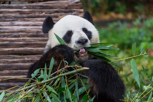 Bonito panda gigante