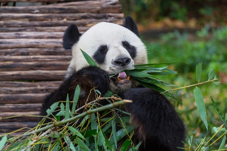 Foto bonito panda gigante