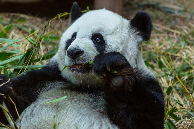 Bonito panda gigante