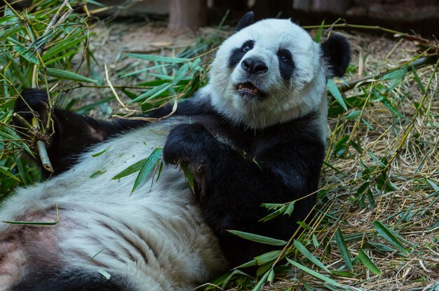 Bonito panda gigante