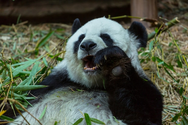 Bonito panda gigante