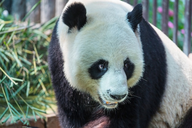 Bonito panda gigante