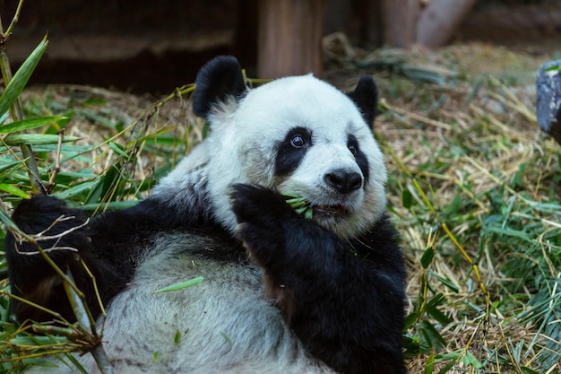 Bonito panda gigante