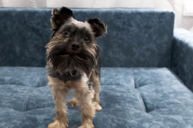 Bonito pequeno Yorkshire terrier fica em um sofá azul e parece