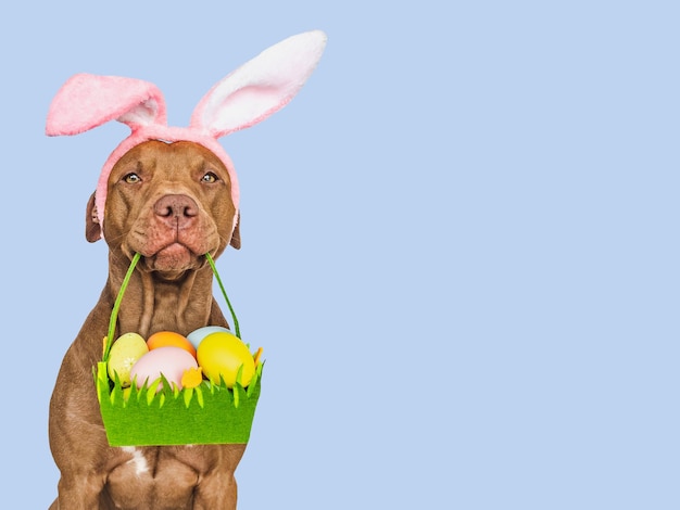 Bonito perrito adorable y una cesta de huevos de Pascua