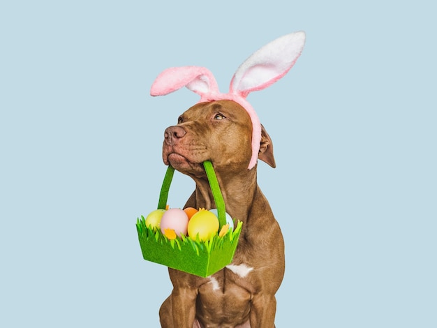 Bonito perrito adorable y una cesta de huevos de Pascua