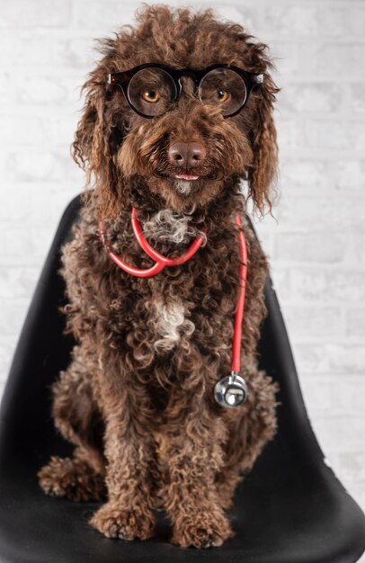 Bonito perro de agua sentado en una silla con gafas y estetoscopio Concepto veterinario