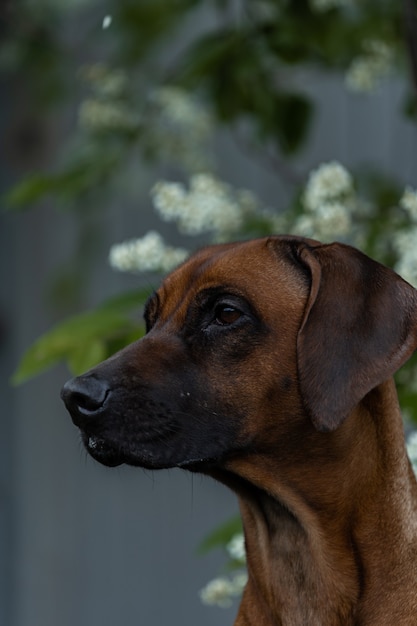 Bonito perro asomando la cabeza de un árbol en flor