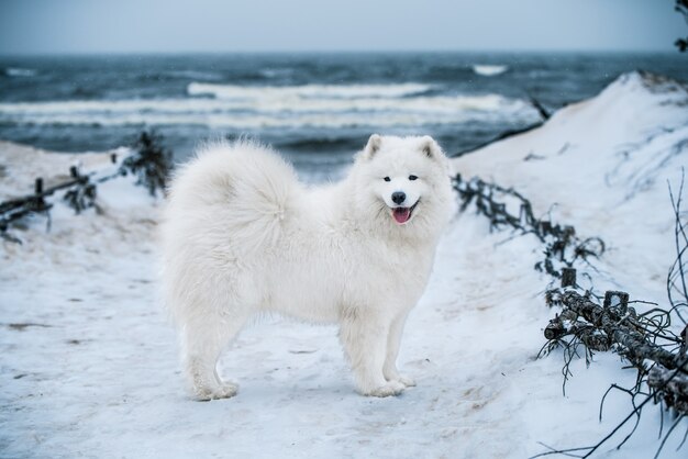 Bonito perro blanco Samoyedo está en la playa de nieve en Letonia