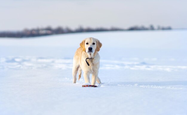 Bonito perro perdiguero joven durante el invierno caminar en la nieve.