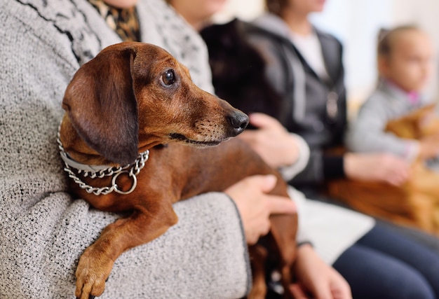 Bonito perro salchicha en manos del dueño esperando la cola para un examen médico en la clínica veterinaria