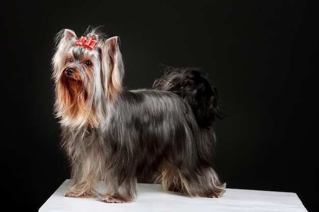 Bonito perro yorkshire terrier