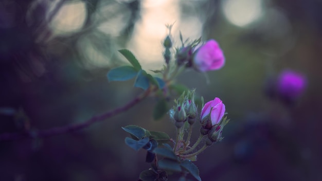 Bonito primer plano de rosa canina en plena floración al amanecer.