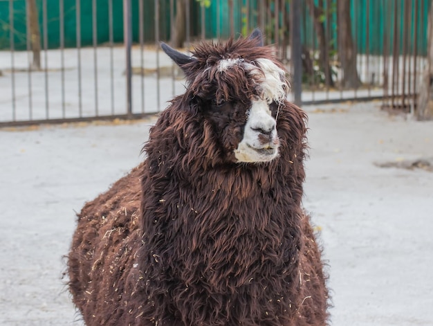 Bonito retrato de closeup animal lama alpaca