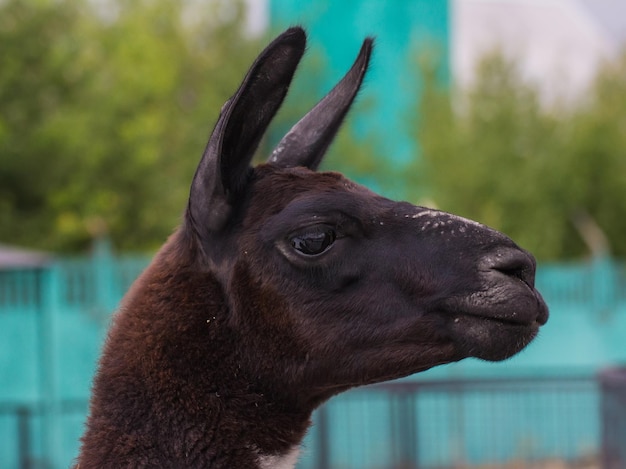 Bonito retrato de closeup animal lama alpaca