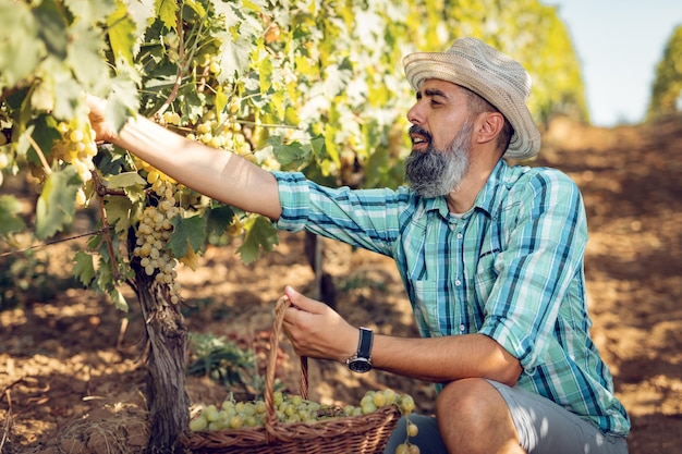 Bonito sorridente enólogo com chapéu de palha cortando uvas em um vinhedo.