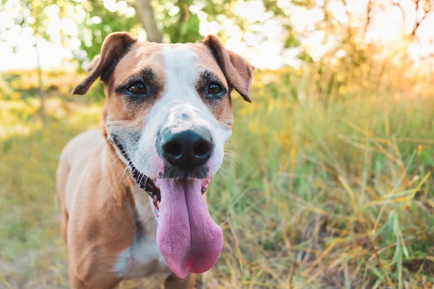 bonito staffordshire terrier com língua de fora.