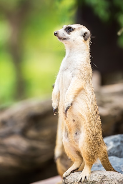 Bonito suricata em pé sobre uma rocha