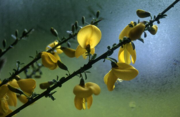 Foto bonito tiro botânico papel de parede natural