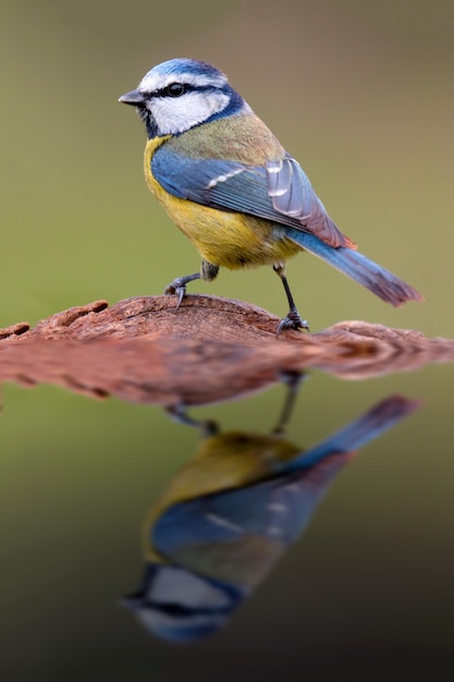 Bonito tit con cabeza azul