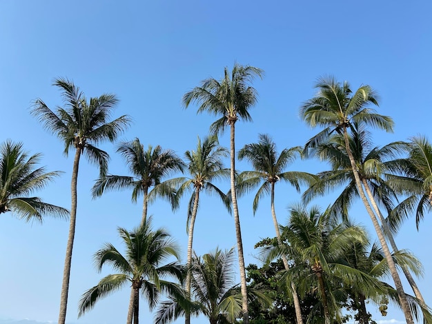 Bonito tropical con cielo azul palmeras arbol hojas verdes xA