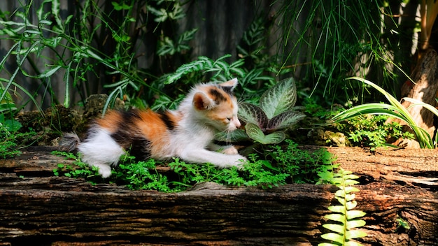 Bonito um gatinho listrado brincando no parque no jardim verde