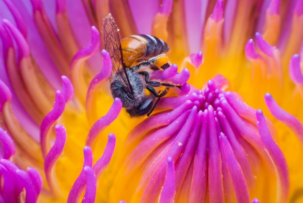 Foto bonito waterlily ou flor de lótus com abelha.