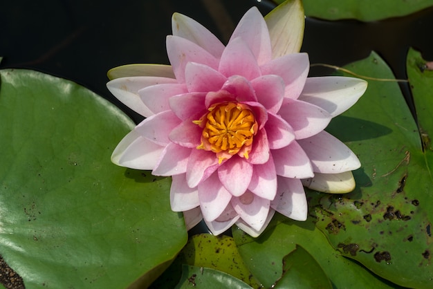 Bonito waterlily ou flor de lótus na lagoa.