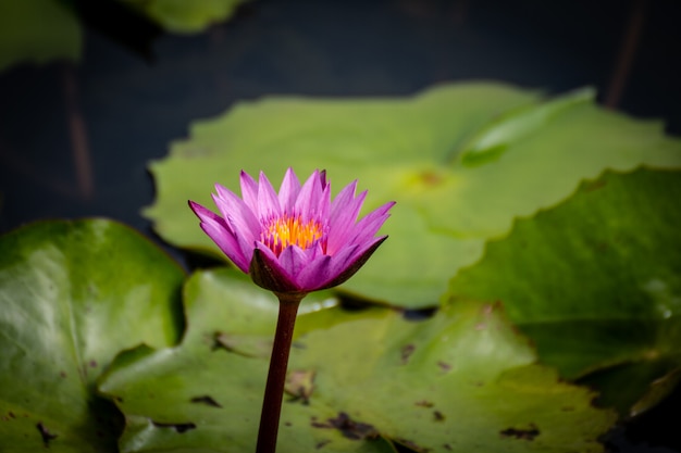 Bonito waterlily ou flor de lótus na lagoa.