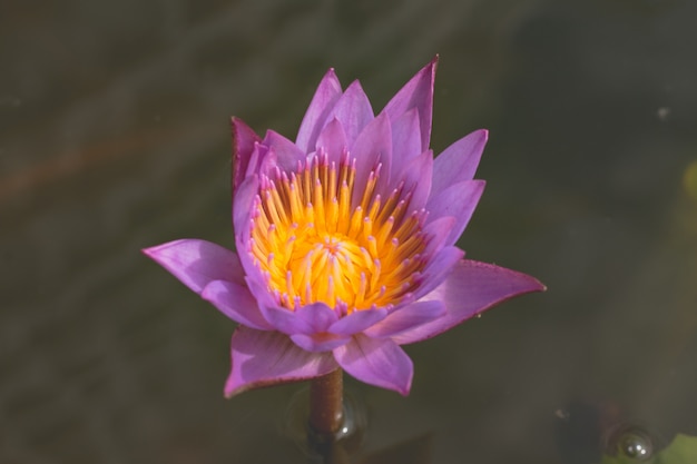 Foto bonito waterlily ou flor de lótus na lagoa.