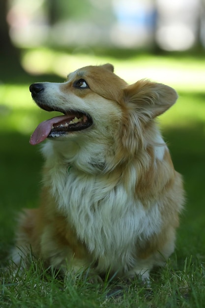 Bonito Welsh Corgi Pembroke na grama verde no parque