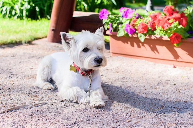 Bonito West Highland White Terrier com um colar vermelho deitado nas flores de fundo do chão