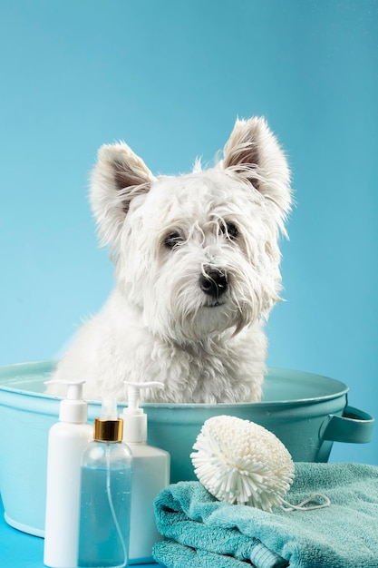 Bonito West Highland White Terrier depois de um banho Cão em uma bacia embrulhada em uma toalha Conceito de cuidados com animais Lugar para texto