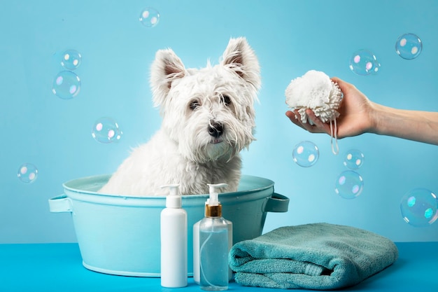 Bonito West Highland White Terrier depois de um banho Cão em uma bacia embrulhada em uma toalha Conceito de cuidados com animais Lugar para texto