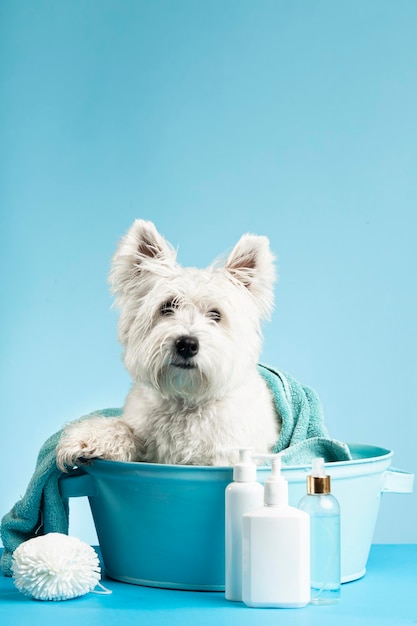 Bonito West Highland White Terrier depois de um banho Cão em uma bacia embrulhada em uma toalha Conceito de cuidados com animais Lugar para texto