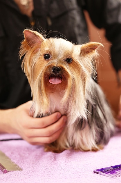 Bonito Yorkshire terrier no salão