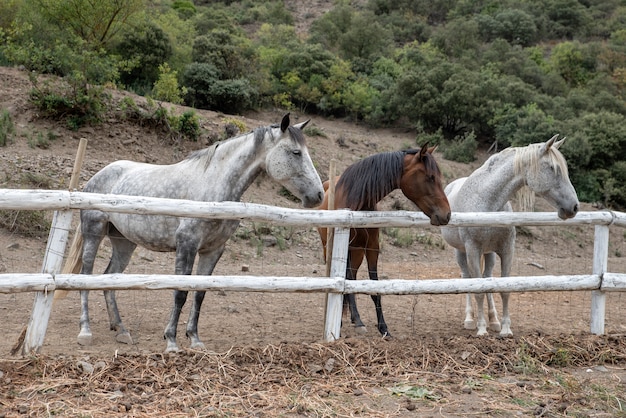 Bonitos caballos detrás de la valla