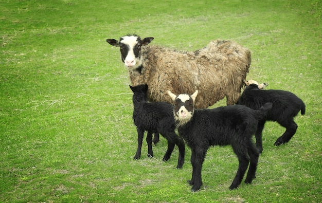 Bonitos e engraçados cordeiros e ovelhas no prado verde