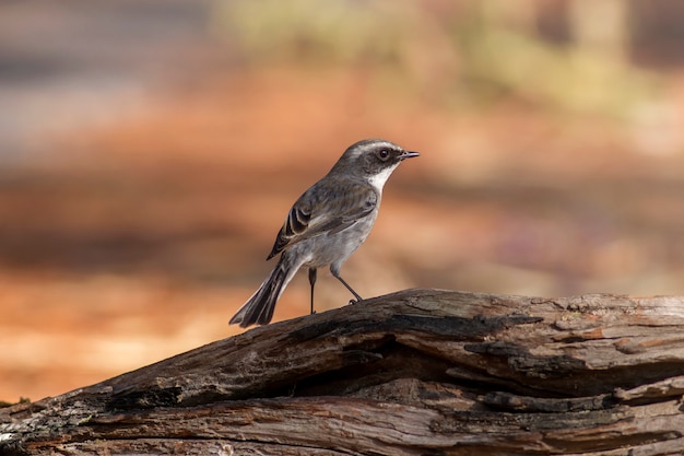 Bonitos lindos pássaros, Gray Bushchat (Saxicola ferrea)