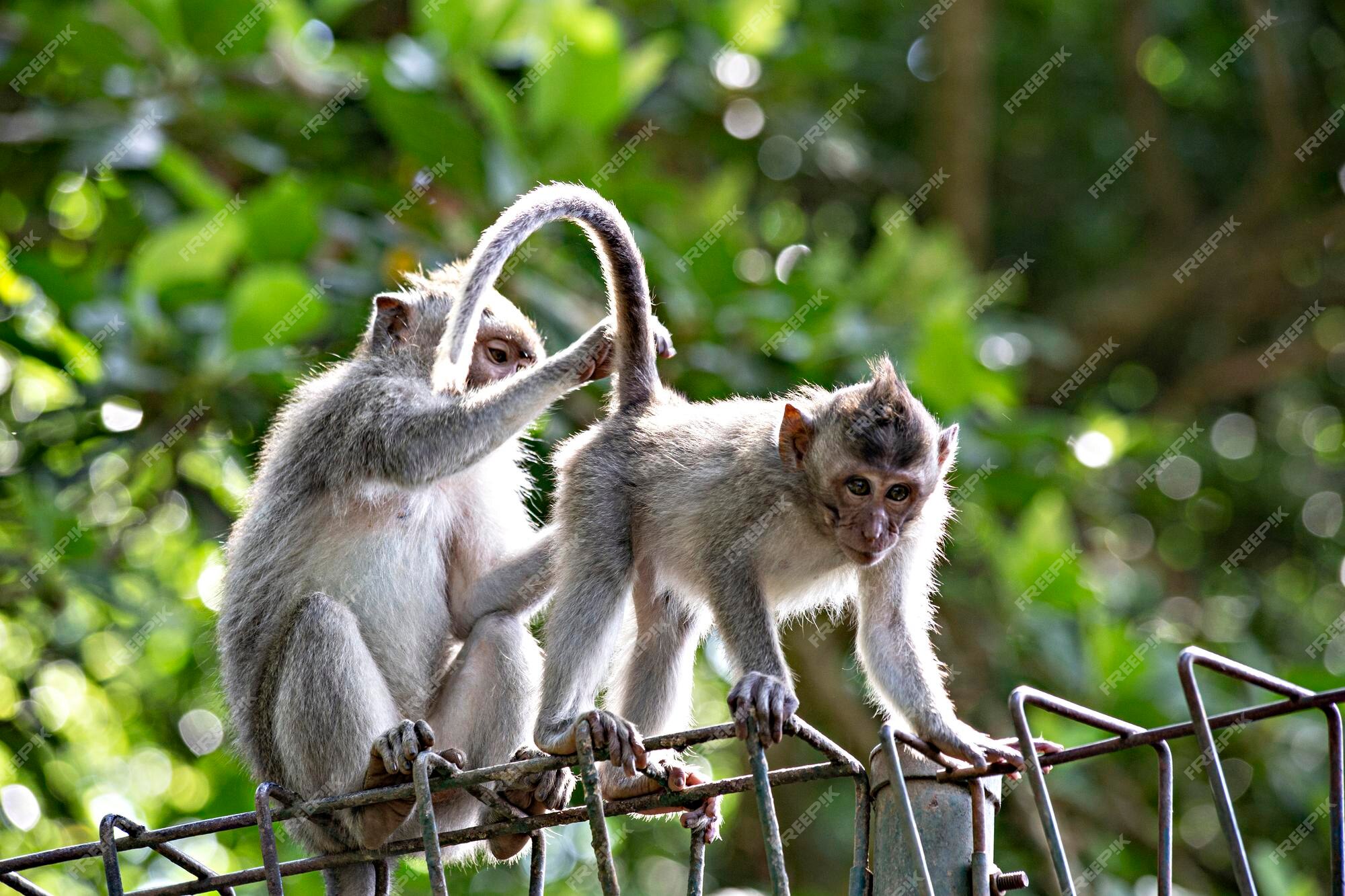 ANIMAIS ENGRAÇADOS QUAL O MACACO MAIS BONITO DA FLORESTA! 