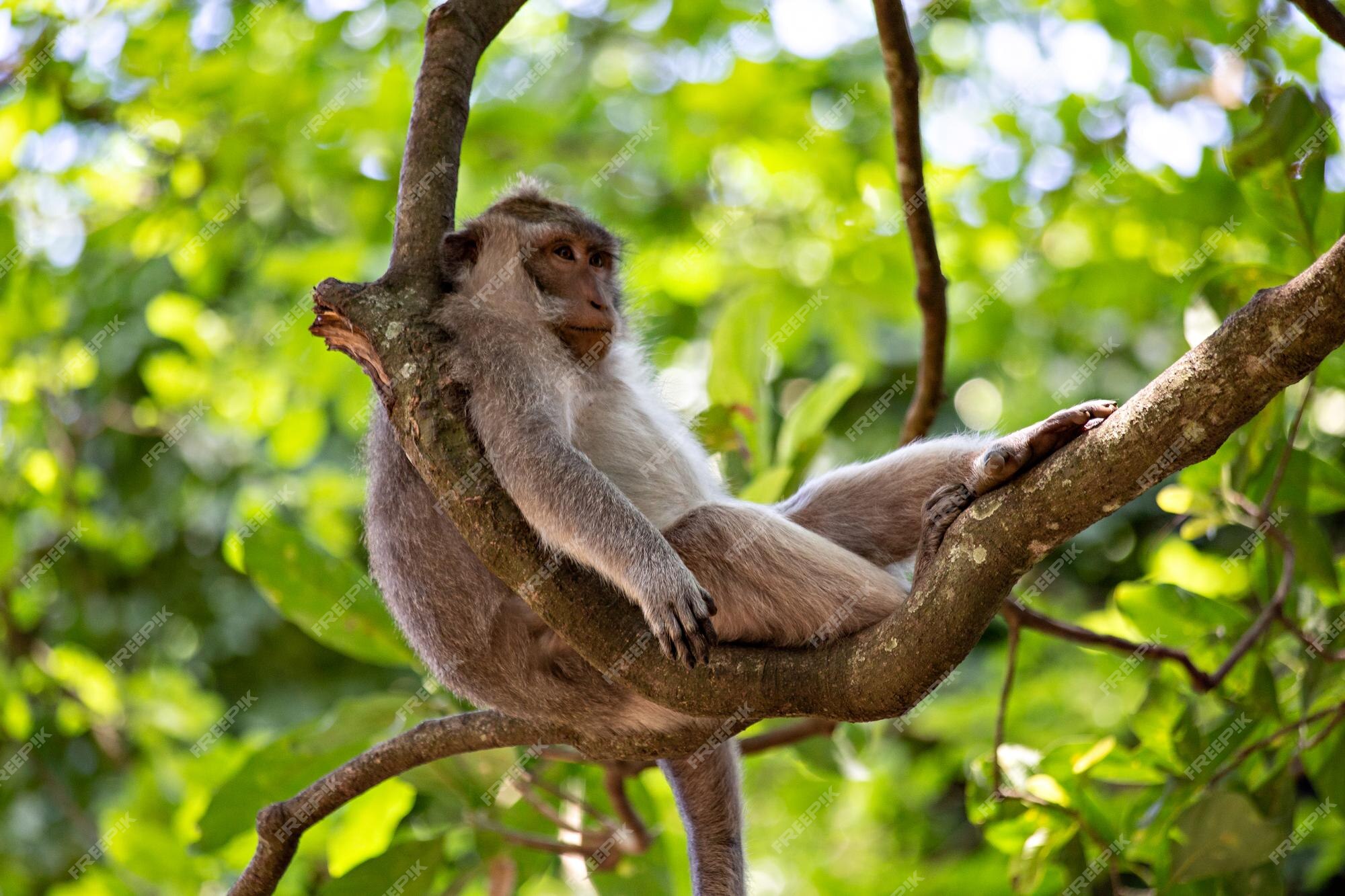 Foto de Macacos Engraçados Na Floresta Do Macaco Bali Indonésia e mais  fotos de stock de Animais em Extinção - iStock