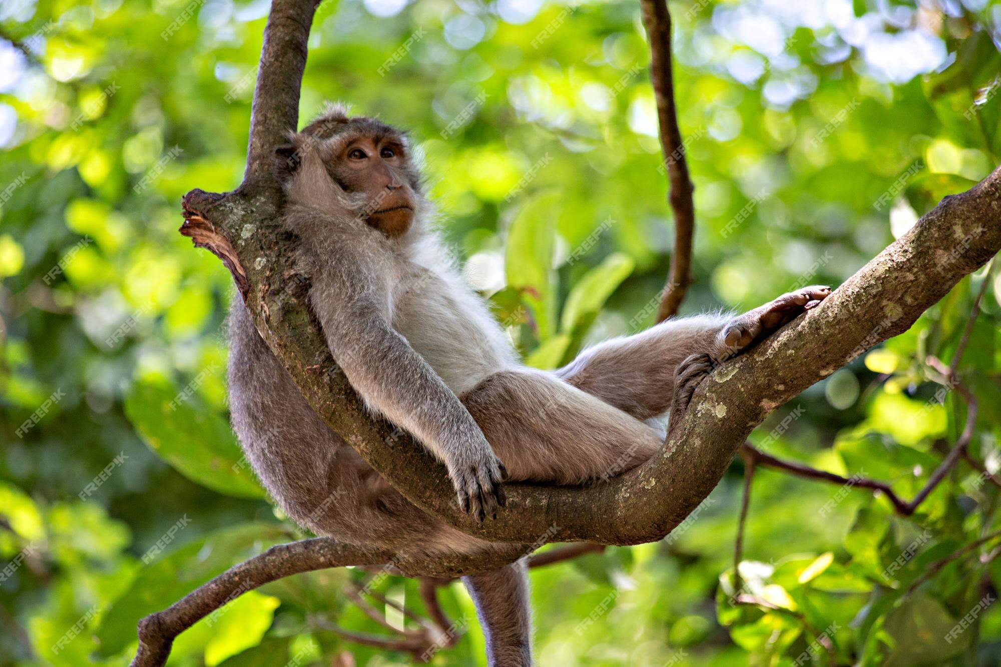 Os Macacos Engraçados Um Macaco Engraçado Vive Em Uma Floresta Natural De  Taiwan Foto Royalty Free, Gravuras, Imagens e Banco de fotografias. Image  58723293