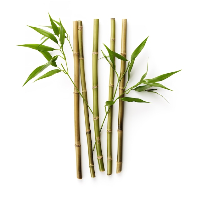 bonitos marcadores de plantas de bambú aislados sobre un fondo blanco